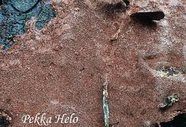 Attēlu rezultāti vaicājumam “Phellinus ferrugineofuscus”