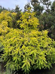 Attēlu rezultāti vaicājumam “Picea abies fruit”