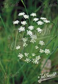 Attēlu rezultāti vaicājumam “Enteridium corticatum sessile”