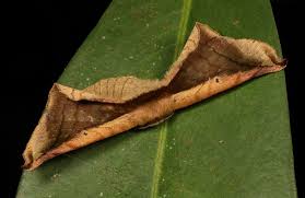 Attēlu rezultāti vaicājumam “Endromidae”