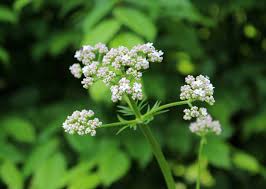 Attēlu rezultāti vaicājumam “Valeriana officinalis bud”