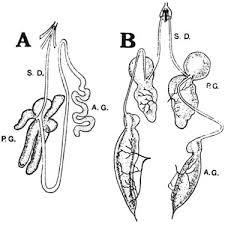 Attēlu rezultāti vaicājumam “Blepharidopterus angulatus imago”
