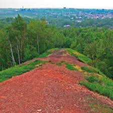 Attēlu rezultāti vaicājumam “Tetanops myopina”
