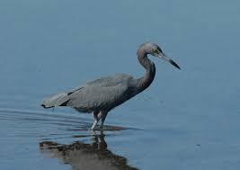 Image result for heron