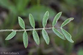 Attēlu rezultāti vaicājumam “Astragalus arenarius leaf”