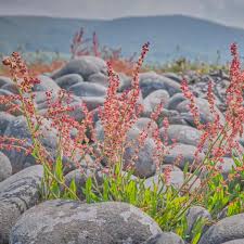 Attēlu rezultāti vaicājumam “Rumex acetosa flower”