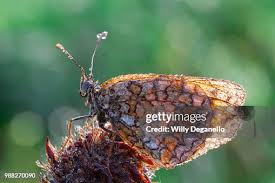 Attēlu rezultāti vaicājumam “Argynnis niobe”