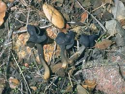 Attēlu rezultāti vaicājumam “Helvella atra”