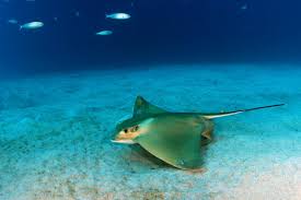 Image result for Myliobatis aquila