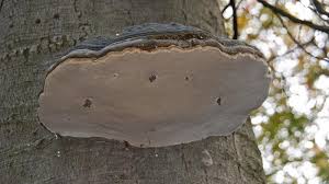 Attēlu rezultāti vaicājumam “Bolitophagus reticulatus imago”