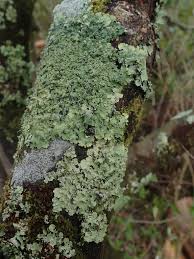 Attēlu rezultāti vaicājumam “Punctelia subrudecta”