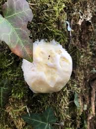 Attēlu rezultāti vaicājumam “Diderma subviridifuscum var. macrospora* young”