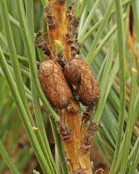 Attēlu rezultāti vaicājumam “Diprion pini”