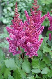 Attēlu rezultāti vaicājumam “Astilbe chinensis flower”