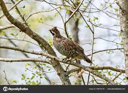 Attēlu rezultāti vaicājumam “Tetrastes bonasia female”