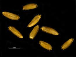 Attēlu rezultāti vaicājumam “Cirsium arvense fruit”