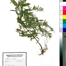 Attēlu rezultāti vaicājumam “Rhynchostegiella tenella macro”