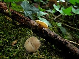 Attēlu rezultāti vaicājumam “Cudoniella clavus”