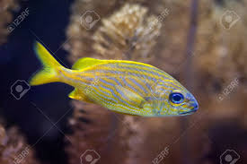 Image result for Haemulon flavolineatum