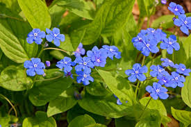 Image result for Omphalodes verna