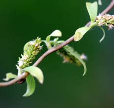 Attēlu rezultāti vaicājumam “Salix daphnoides subsp. acutifolia bud”