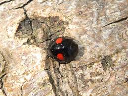 Attēlu rezultāti vaicājumam “Chilocorus renipustulatus”