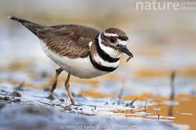 Image result for Charadrius vociferus