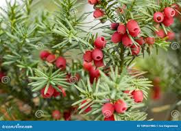 Attēlu rezultāti vaicājumam “Taxus baccata fruit”