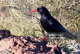 Image result for Pyrrhocorax pyrrhocorax