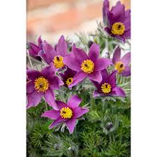 Image result for Kuhschelle