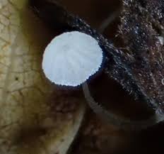 Attēlu rezultāti vaicājumam “Symphytocarpus impexus”