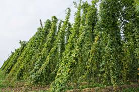 Attēlu rezultāti vaicājumam “Humulus lupulus”