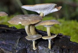 Attēlu rezultāti vaicājumam “Polyporus brumalis”