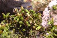 Attēlu rezultāti vaicājumam “Orthotrichum affine var. affine sporophyte”