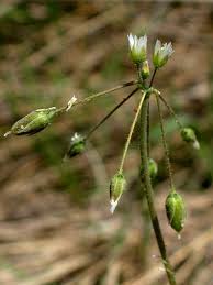 Attēlu rezultāti vaicājumam “Hieracium umbellatum bud”