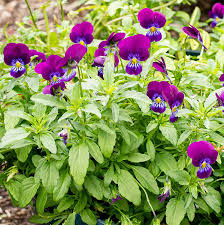 Attēlu rezultāti vaicājumam “Viola uliginosa”