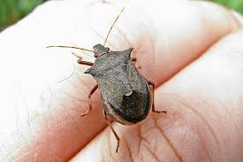 Attēlu rezultāti vaicājumam “Picromerus bidens”