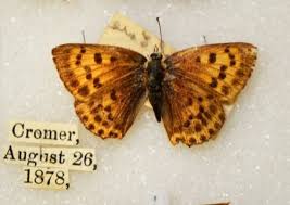 Attēlu rezultāti vaicājumam “Lycaena virgaureae”