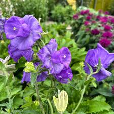 Image result for Campanula medium