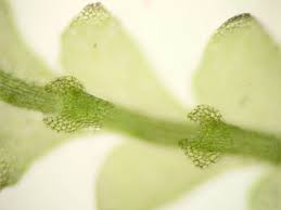 Attēlu rezultāti vaicājumam “Calypogeia sphagnicola”