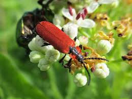 Attēlu rezultāti vaicājumam “Lygistopterus sanguineus larva”