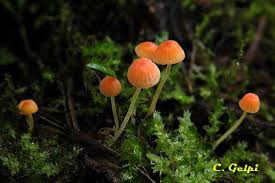 Attēlu rezultāti vaicājumam “Mycena acicula”