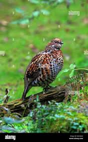 Attēlu rezultāti vaicājumam “Tetrastes bonasia female”