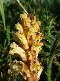 Attēlu rezultāti vaicājumam “Orobanche reticulata flower”