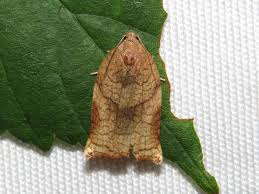 Attēlu rezultāti vaicājumam “Archips podana”