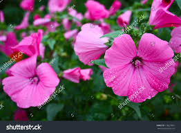 Image result for Lavatera trimestris
