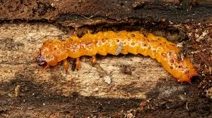 Attēlu rezultāti vaicājumam “Pyrochroidae larva”