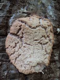 Attēlu rezultāti vaicājumam “Amaurochaete fusiformis”