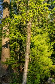 Attēlu rezultāti vaicājumam “Betula alleghaniensis”