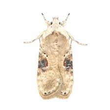 Attēlu rezultāti vaicājumam “Agonopterix alstromeriana”